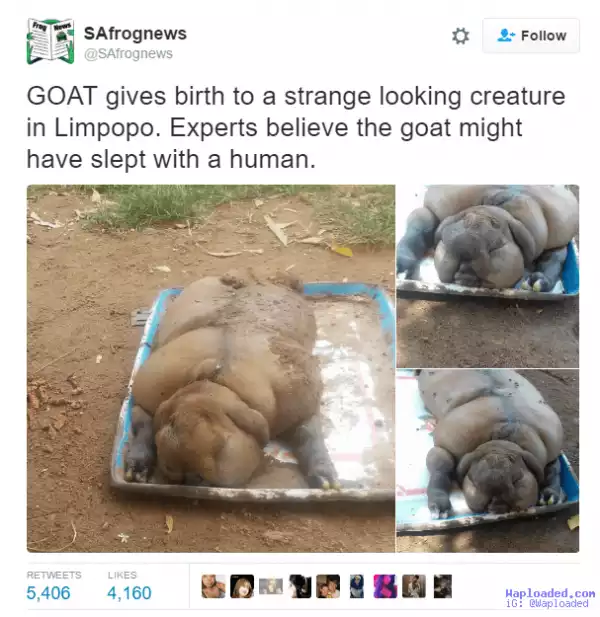 Photos: Goat gives birth to strange looking creature in South Africa